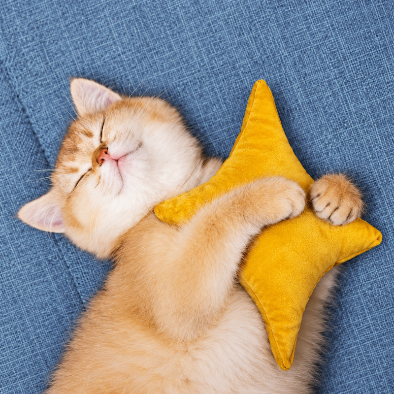 Happy Cat