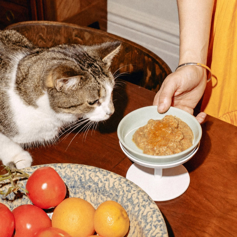 Fine organic pumpkin powder, the single ingredient in Pumpkin's cat topper