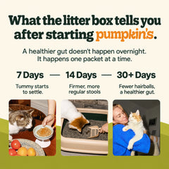 A cat at dinner, a cat at the litter box, and a cat held by its owner